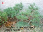 2 W Pines in ground.jpg