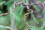 DSC00816-1.jpg