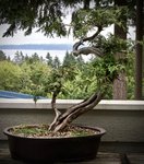 Alaska Yellow Cedar - 1 copy.jpg