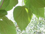 southern catalpa LSU.jpg