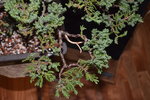 DSC_3503.JPG