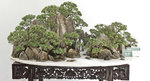 11-penjing.jpg
