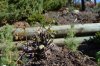back showing possible new top branch on the left.jpg back showing possible new top branch on the left.jpg