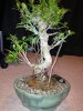 ficus2.jpg