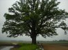 massive-bur oak.jpg