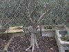 Hawthorn 020302a.JPG