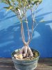 Ficus.jpg Ficus.jpg