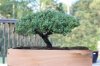 Oct072012_juniper2.jpg