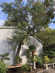 TREE.JPG