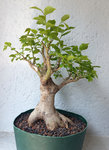 Chinese-Hackberry.jpg