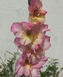 GLADIOLA.jpg