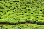 20884123-tea-plantations-in-state-kerala-india.jpg