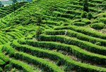 53413147-tea-picking.jpg