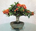 pyracantha sep 2019.jpg