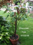 Chocolate tree.jpg