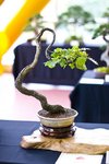 61c1b67381ad1f7b4f0765a46ed72904--bonsai-yamadori-mame-bonsai.jpg