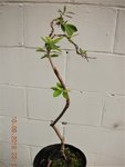 DSCN6951.jpg