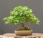 2008-06-NSC_5788v.jpg
