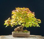 2008-10-NSC_6736ofv.jpg