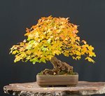 2008-10-NSC_6755ofv.jpg