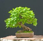 2009-05-NSC_7429ofv.jpg