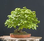2011-04-QDSC_3259DNGw.jpg