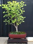 Chi Chi Ginkgo 2007.JPG