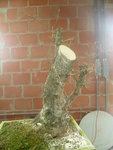 acer-campestre-bonsai-03.JPG