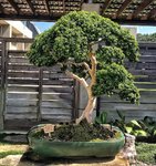 monasteryboxwood.jpg