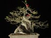 DSC04349.jpg