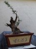 podocarpus2.jpg podocarpus2.jpg