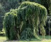Weeping_larch.jpg