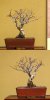 77-nire-elm.jpg 77-nire-elm.jpg