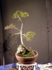 Stickinpot Hm 03 2013.jpg
