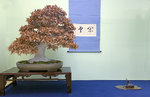 BEECH DISPLAY.jpg