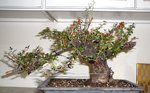 cotoneaster front.JPG