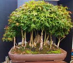 8-2017 Bonsai 003.JPG