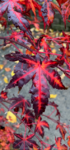 Leaves Color.png