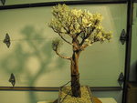 2019_1017EditBonsai0003.JPG