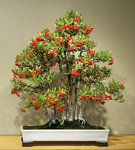 firethorn.jpg