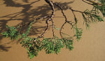 juniper bonsai branches (5).jpeg