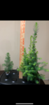 Picea Abies 2 Picea Mariana 1-4.PNG