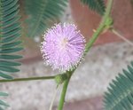 mimosa 2.jpg