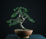 009_taxus_1.jpg