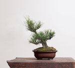 TricPine1_sm.jpg TricPine1_sm.jpg