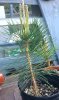 Black Pine.jpg