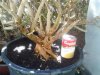 IMG_20130322_125101.jpg