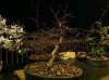 Hornbeam training pot.jpg