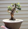 yew3 (1).jpg