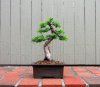 yew6.jpg